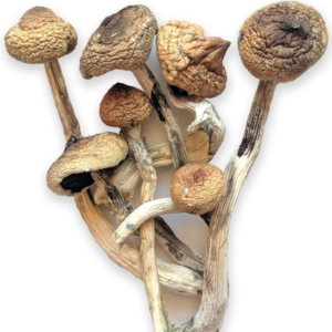 B Mushrooms