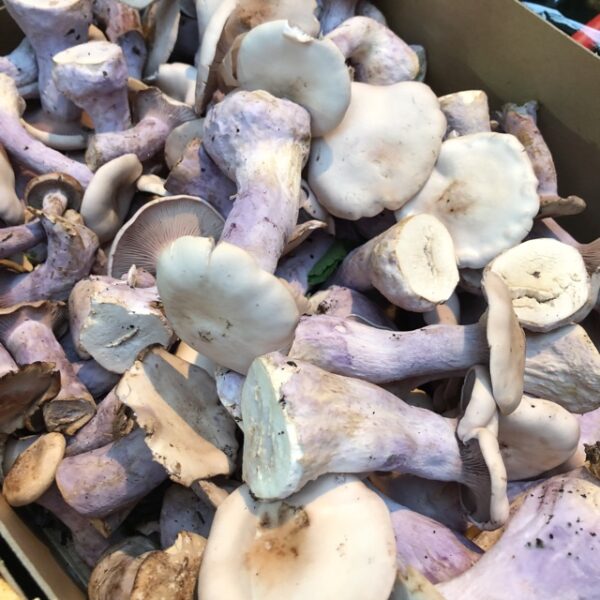 Blue Foot Mushrooms 2