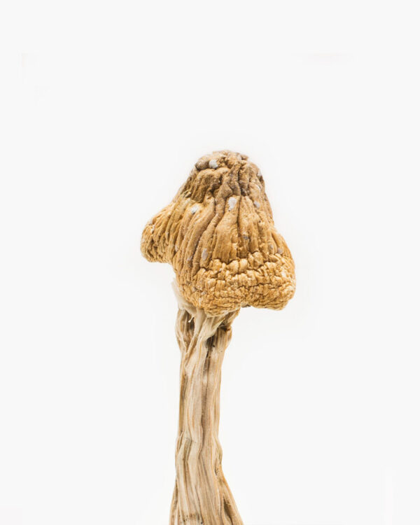 Ecuador Mushrooms 2