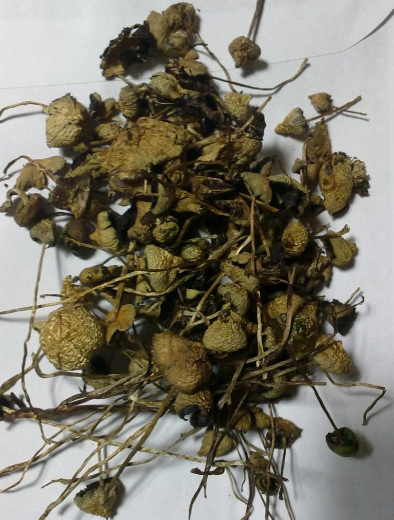 Are shrooms good for you
