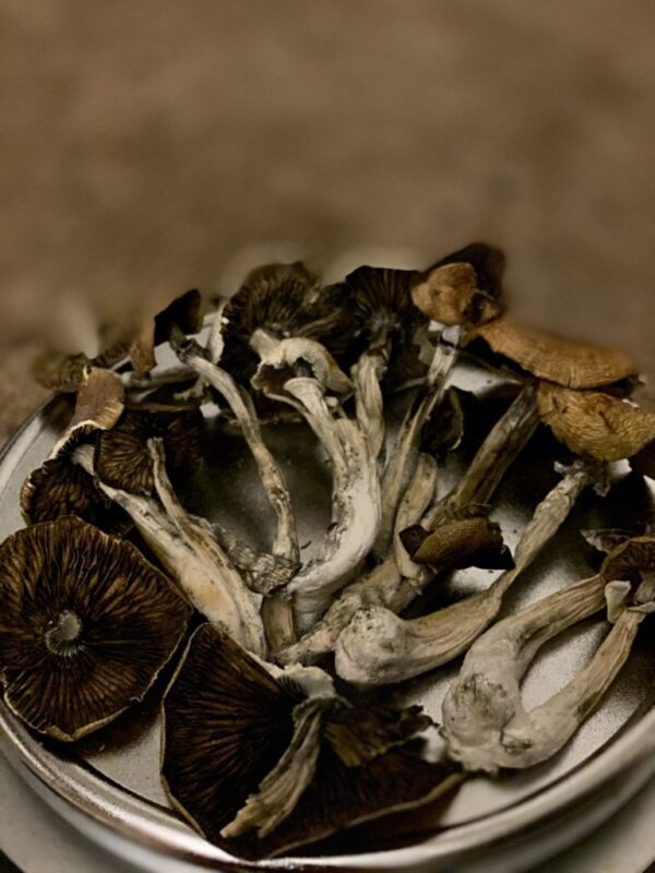 Mazatapec Mushrooms 2